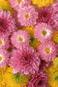Preview wallpaper chrysanthemums, flowers, buds, yellow, pink, composition