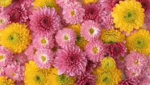 Preview wallpaper chrysanthemums, flowers, buds, yellow, pink, composition