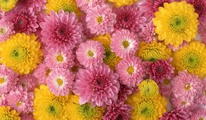 Preview wallpaper chrysanthemums, flowers, buds, yellow, pink, composition