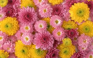 Preview wallpaper chrysanthemums, flowers, buds, yellow, pink, composition