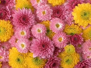 Preview wallpaper chrysanthemums, flowers, buds, yellow, pink, composition