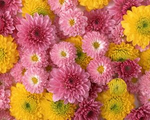 Preview wallpaper chrysanthemums, flowers, buds, yellow, pink, composition