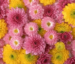 Preview wallpaper chrysanthemums, flowers, buds, yellow, pink, composition