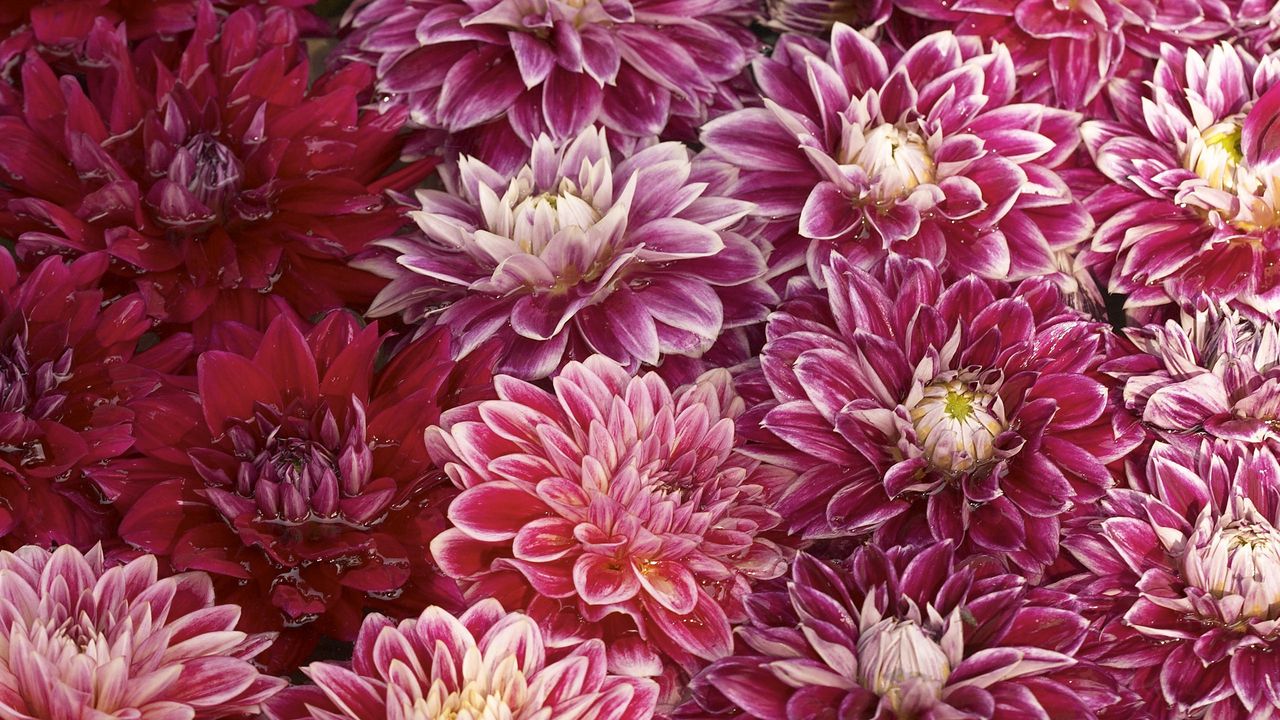 Wallpaper chrysanthemums, flowers, buds, water, swim