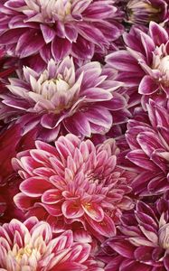 Preview wallpaper chrysanthemums, flowers, buds, water, swim