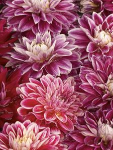 Preview wallpaper chrysanthemums, flowers, buds, water, swim