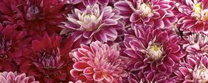 Preview wallpaper chrysanthemums, flowers, buds, water, swim