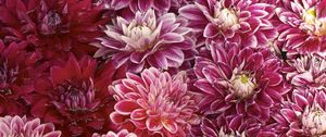 Preview wallpaper chrysanthemums, flowers, buds, water, swim