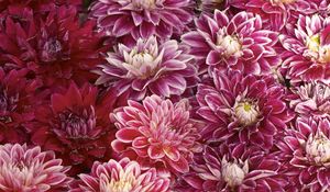 Preview wallpaper chrysanthemums, flowers, buds, water, swim