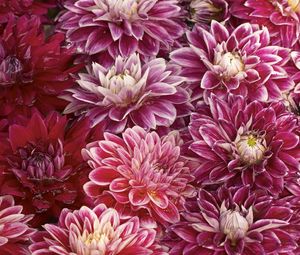 Preview wallpaper chrysanthemums, flowers, buds, water, swim