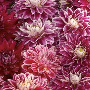 Preview wallpaper chrysanthemums, flowers, buds, water, swim