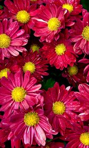 Preview wallpaper chrysanthemums, flowers, buds, drop, freshness