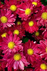 Preview wallpaper chrysanthemums, flowers, buds, drop, freshness