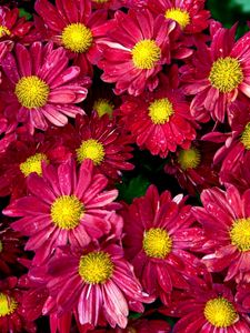 Preview wallpaper chrysanthemums, flowers, buds, drop, freshness