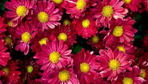 Preview wallpaper chrysanthemums, flowers, buds, drop, freshness