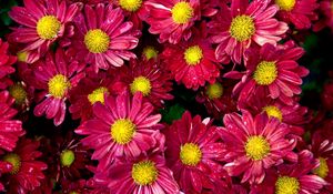 Preview wallpaper chrysanthemums, flowers, buds, drop, freshness