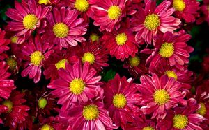 Preview wallpaper chrysanthemums, flowers, buds, drop, freshness