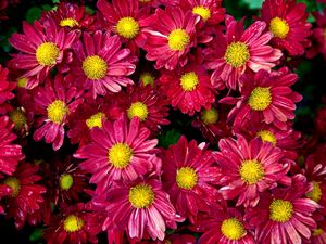 Preview wallpaper chrysanthemums, flowers, buds, drop, freshness