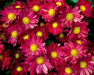 Preview wallpaper chrysanthemums, flowers, buds, drop, freshness