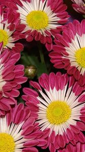 Preview wallpaper chrysanthemums, flowers, colorful, close-up