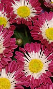 Preview wallpaper chrysanthemums, flowers, colorful, close-up