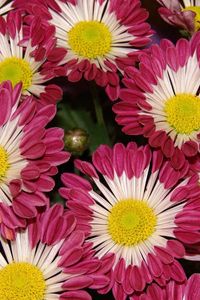 Preview wallpaper chrysanthemums, flowers, colorful, close-up