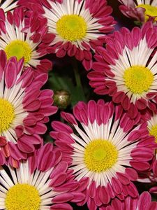 Preview wallpaper chrysanthemums, flowers, colorful, close-up