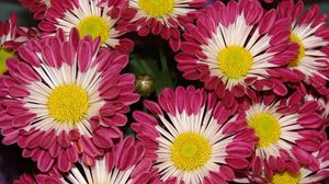 Preview wallpaper chrysanthemums, flowers, colorful, close-up