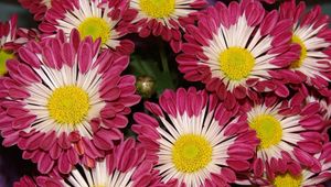 Preview wallpaper chrysanthemums, flowers, colorful, close-up