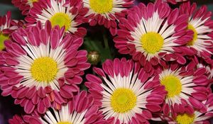 Preview wallpaper chrysanthemums, flowers, colorful, close-up