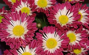 Preview wallpaper chrysanthemums, flowers, colorful, close-up