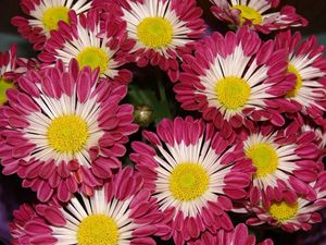 Preview wallpaper chrysanthemums, flowers, colorful, close-up