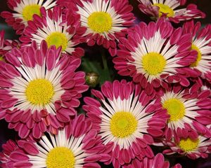 Preview wallpaper chrysanthemums, flowers, colorful, close-up