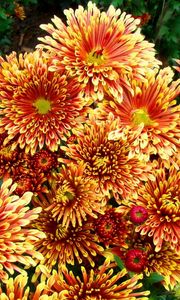 Preview wallpaper chrysanthemums, flowers, colorful, bright