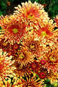 Preview wallpaper chrysanthemums, flowers, colorful, bright