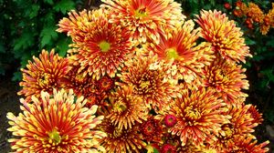 Preview wallpaper chrysanthemums, flowers, colorful, bright