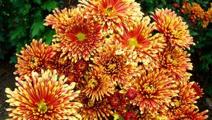 Preview wallpaper chrysanthemums, flowers, colorful, bright