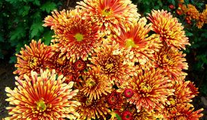 Preview wallpaper chrysanthemums, flowers, colorful, bright