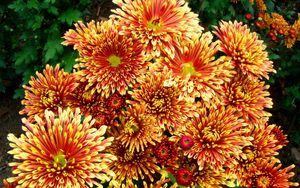 Preview wallpaper chrysanthemums, flowers, colorful, bright