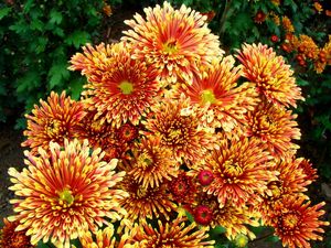 Preview wallpaper chrysanthemums, flowers, colorful, bright