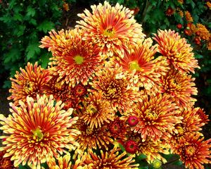 Preview wallpaper chrysanthemums, flowers, colorful, bright