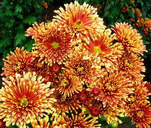 Preview wallpaper chrysanthemums, flowers, colorful, bright