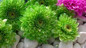 Preview wallpaper chrysanthemums, flowers, colorful, bright, stones