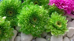 Preview wallpaper chrysanthemums, flowers, colorful, bright, stones