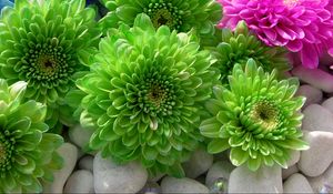 Preview wallpaper chrysanthemums, flowers, colorful, bright, stones