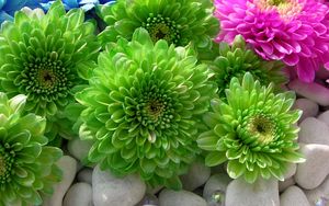 Preview wallpaper chrysanthemums, flowers, colorful, bright, stones