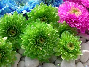 Preview wallpaper chrysanthemums, flowers, colorful, bright, stones