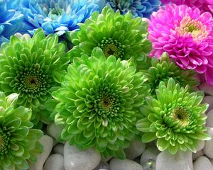 Preview wallpaper chrysanthemums, flowers, colorful, bright, stones