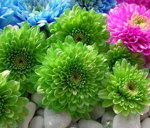 Preview wallpaper chrysanthemums, flowers, colorful, bright, stones