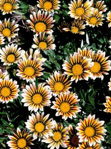 Preview wallpaper chrysanthemums, flowers, colorful, striped, flowerbed